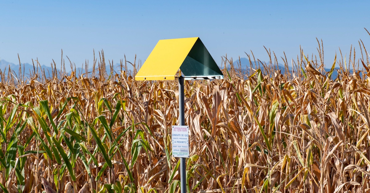 L’énigme des chapeaux jaunes